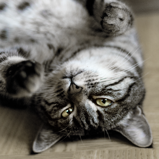 Harbourside Animal Hospital: Tampa's Experienced Vets