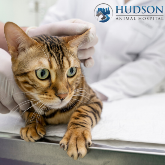 Veterinarians in Manhattan Highlight the Early Signs of Kidney Disease in Cats