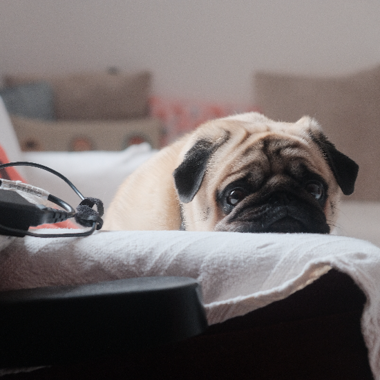 Hudson Animal Hospital: Seasoned Vet in Upper West Side, New York